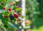 Einziehen und wohlfühlen - wohnen auf traumhaftem Grundstück in Weilheim/Teck - Garten